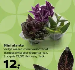 SuperBrugsen Miniplante tilbud