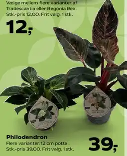SuperBrugsen Philodendron tilbud