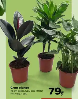 SuperBrugsen Grøn plante tilbud