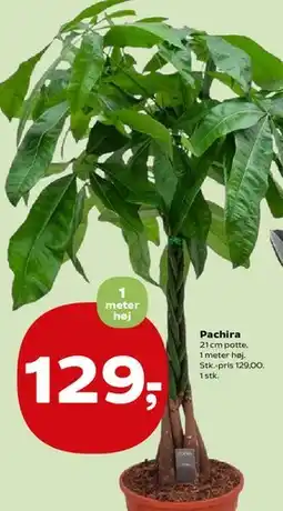 SuperBrugsen Pachira tilbud