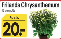 ABC Lavpris Frilands Chrysanthemum tilbud