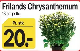 Frilands Chrysanthemum