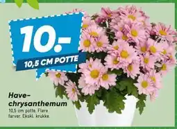 Bilka Have-chrysanthemum tilbud