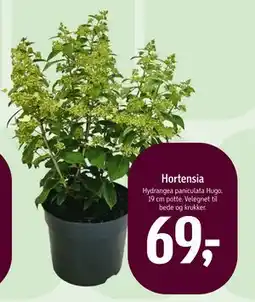 Føtex Hortensia tilbud