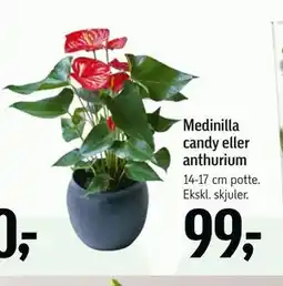 Føtex Medinilla candy eller anthurium tilbud