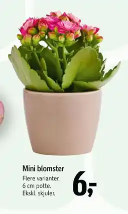Føtex Mini blomster tilbud