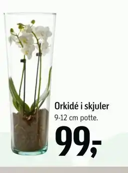 Føtex Orkidé i skjuler tilbud