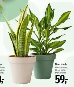Føtex Grøn plante tilbud