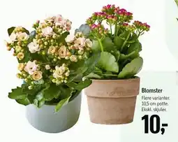 Føtex Blomster tilbud