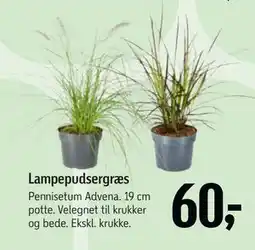 Føtex Lampepudsergræs tilbud