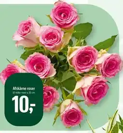 Føtex Afskårne roser tilbud