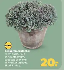 Netto Sensommerplanter tilbud