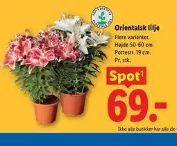 Lidl Orientalsk lilje tilbud