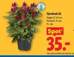 Lidl Fjerdusk XL tilbud