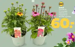 Netto Solhat (Echinacea) tilbud