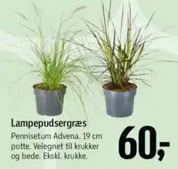 Føtex Lampepudsergræs tilbud