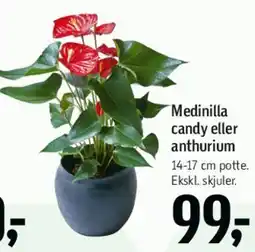 Føtex Medinilla candy eller anthurium tilbud