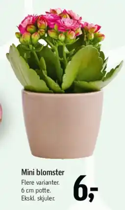 Føtex Mini blomster tilbud