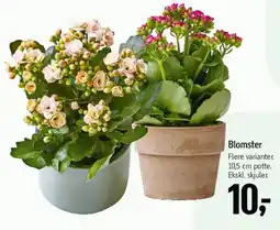 Føtex Blomster tilbud