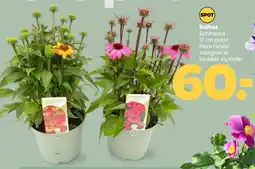 Netto Solhat tilbud