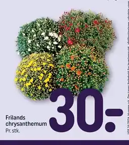 REMA 1000 Frilands chrysanthemum tilbud