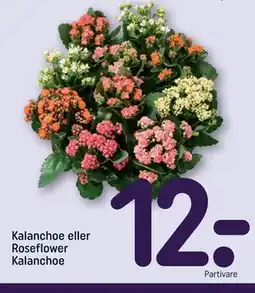 REMA 1000 Kalanchoe eller Roseflower Kalanchoe tilbud