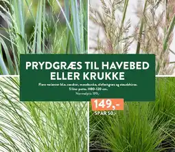 Plantorama PRYDGRÆS TIL HAVEBED ELLER KRUKKE tilbud