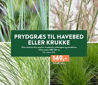 PRYDGRÆS TIL HAVEBED ELLER KRUKKE