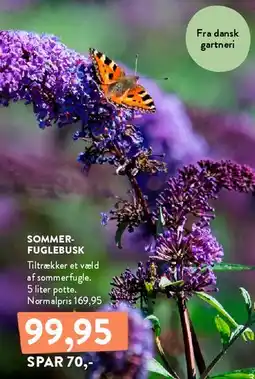 Plantorama SOMMERFUGLEBUSK tilbud