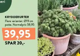Plantorama KRYDDERURTER tilbud