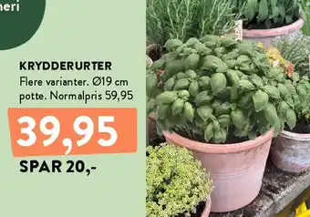 KRYDDERURTER