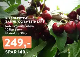 Plantorama Kirsebærtræ 'Lapins' og 'Sweetheart' tilbud
