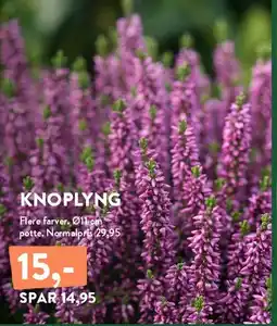 Plantorama KNOPLYNG tilbud
