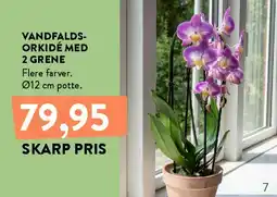 Plantorama VANDFALDS-ORKIDÉ MED 2 GRENE tilbud