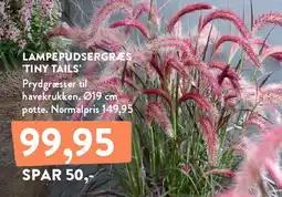 Plantorama LAMPEPUDSERGRÆS 'TINY TAILS' tilbud