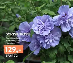 Plantorama SYRISK ROSE tilbud