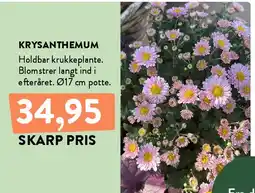 Plantorama KRYSANTHEMUM tilbud