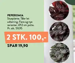 Plantorama PEPEROMIA tilbud