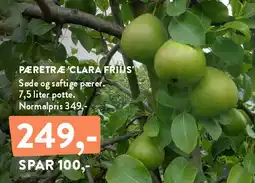 Plantorama Pæretræ 'Clara Friis' tilbud
