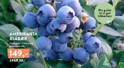 Plantorama Amerikansk blåbær tilbud