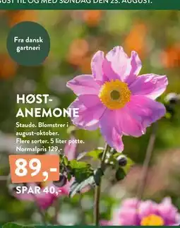 Plantorama HØSTANEMONE tilbud