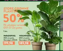 Plantorama STORE GRØNNE PLANTER tilbud