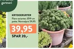 Plantorama KRYDDERURTER tilbud