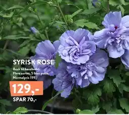 Plantorama SYRISK ROSE tilbud