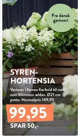 Plantorama SYRENHORTENSIA tilbud