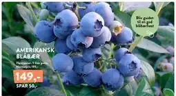 Plantorama AMERIKANSK BLÅBÆR tilbud
