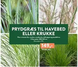 Plantorama PRYDGRÆS TIL HAVEBED ELLER KRUKKE tilbud