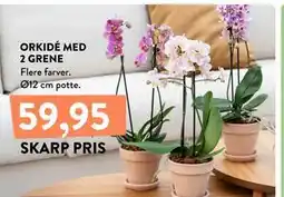 Plantorama ORKIDÉ MED 2 GRENE tilbud