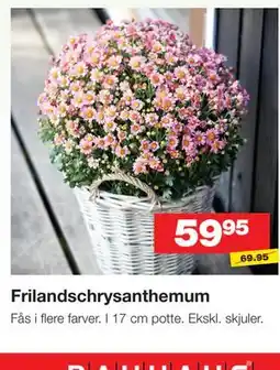 Bauhaus Frilandschrysanthemum tilbud