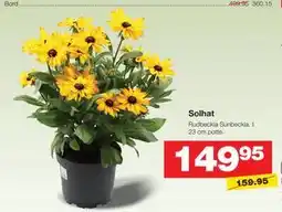 Bauhaus Solhat tilbud